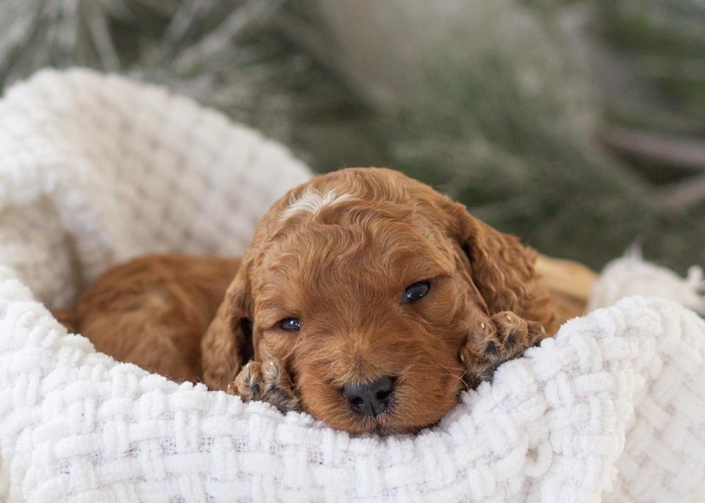 Alex goldendoodle for sale.jpg