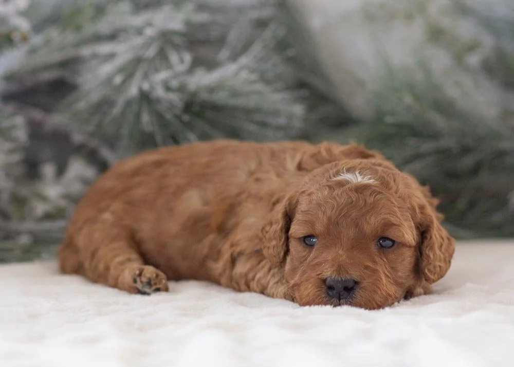 Alex goldendoodle for sale(3).jpg