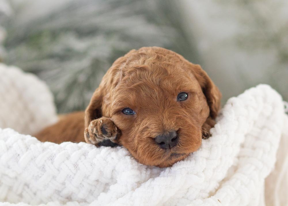 Andy goldendoodle for sale.jpg