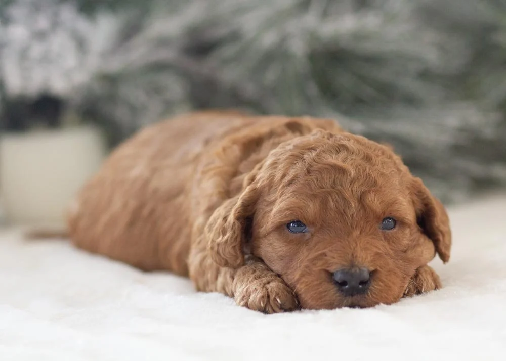 Andy goldendoodle for sale(1).jpg