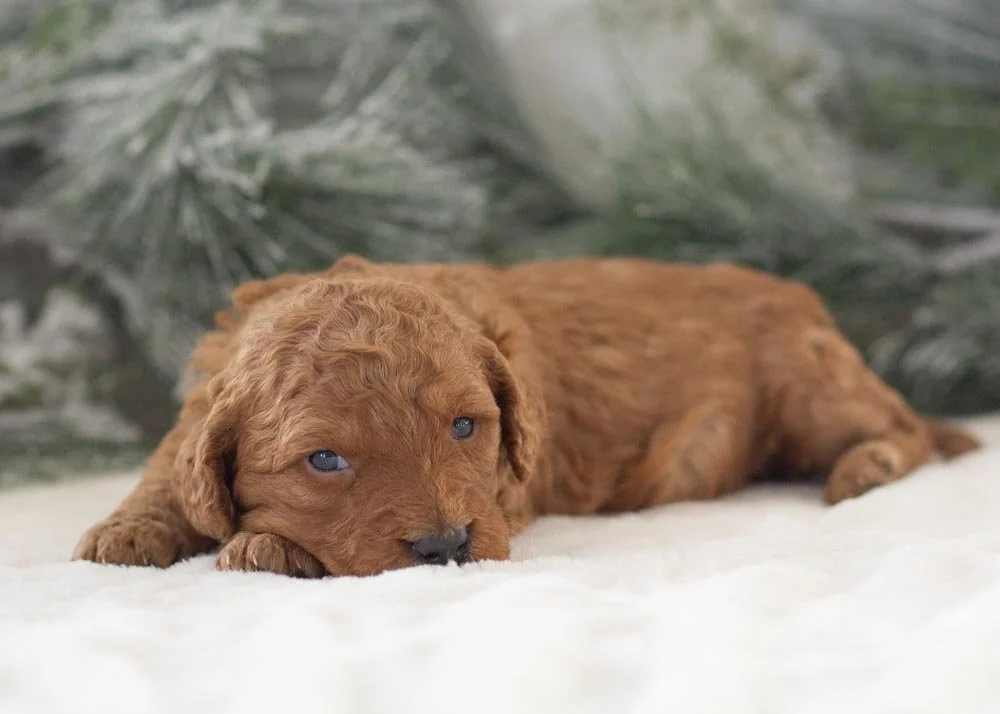 Andy goldendoodle for sale(3).jpg