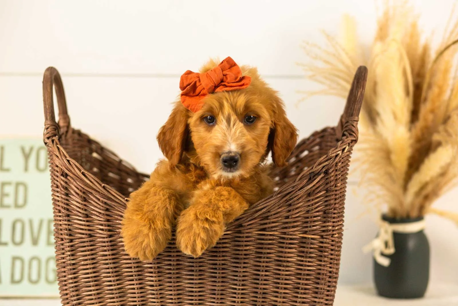 Holly goldendoodle for sale(4).jpg