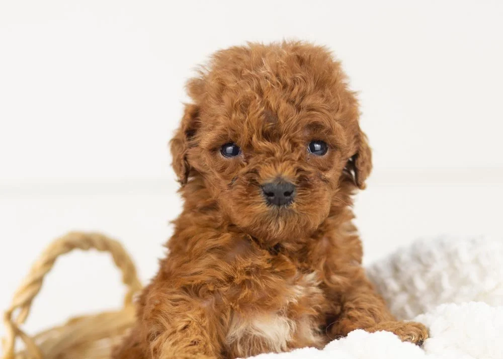 Misty goldendoodle for sale(1).jpg