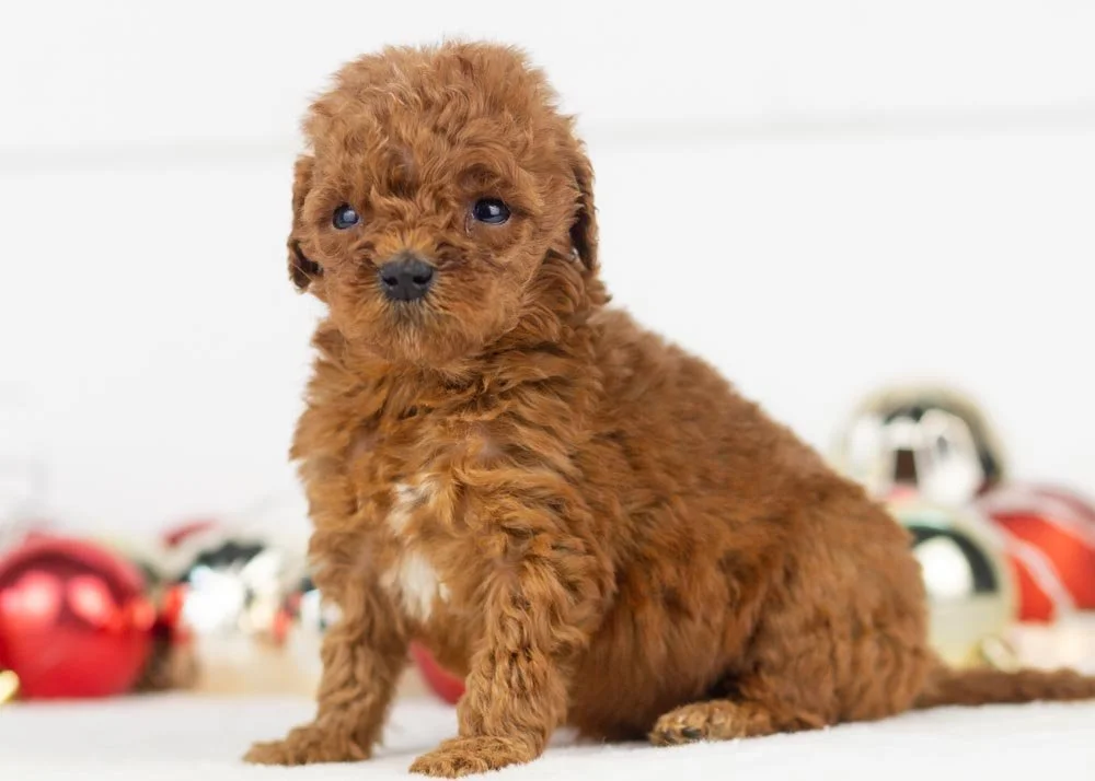 Misty goldendoodle for sale(2).jpg