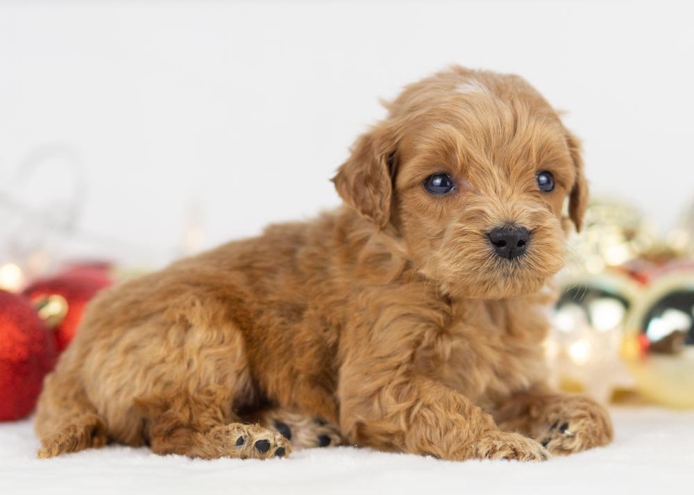 Cloud goldendoodle for sale(1).jpg