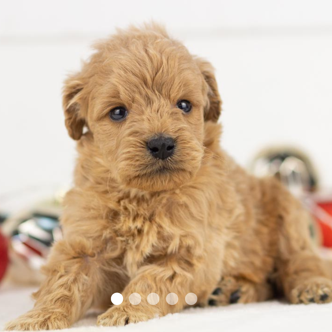 Copy of FBP Design.png