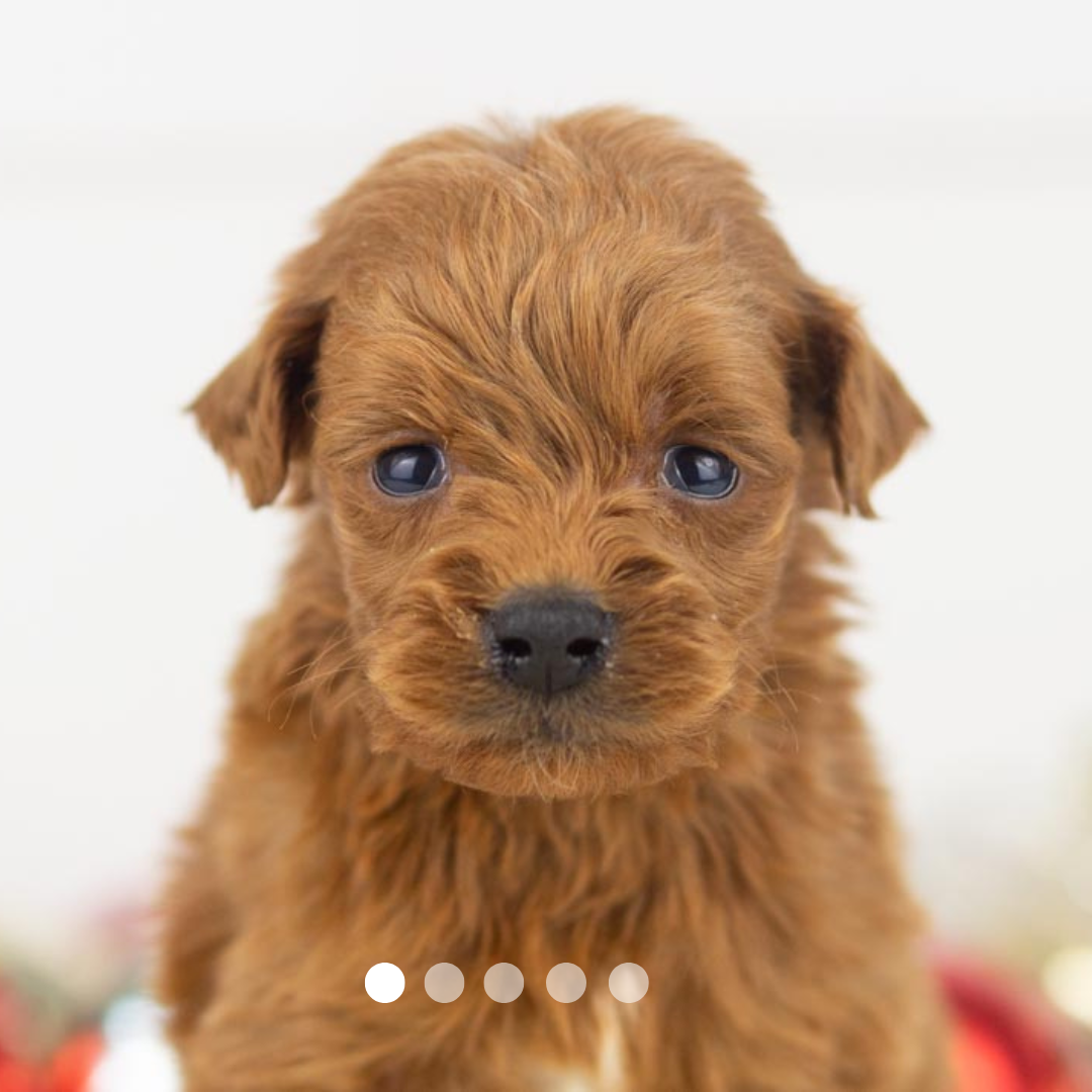 Copy of FBP Design.png