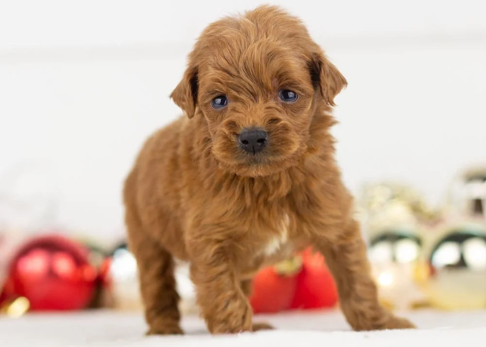 Rain goldendoodle for sale(2).jpg