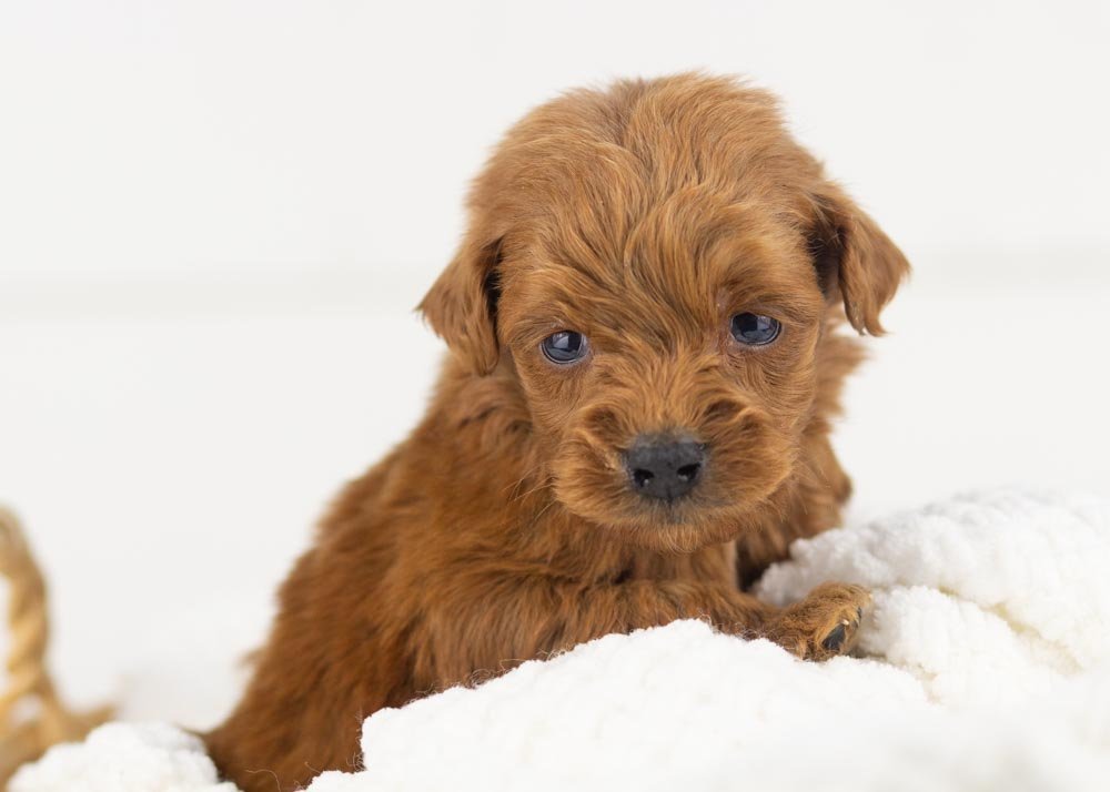 Rain goldendoodle for sale(3).jpg