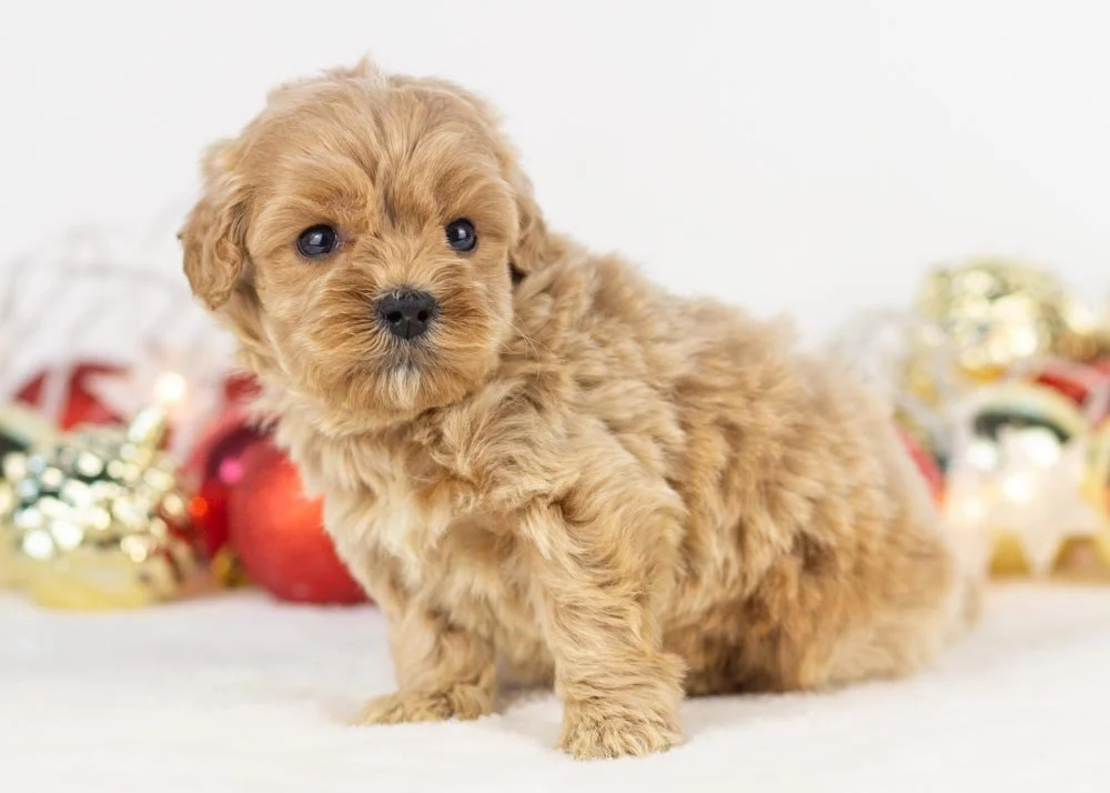 Stormy goldendoodle for sal.jpg