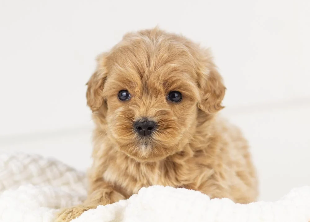 Stormy goldendoodle for sale(1).jpg