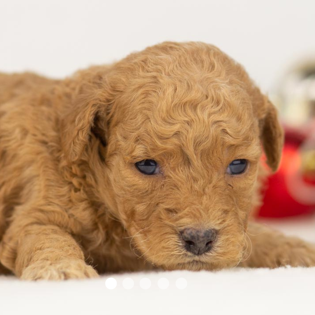 Copy of FBP Design.png