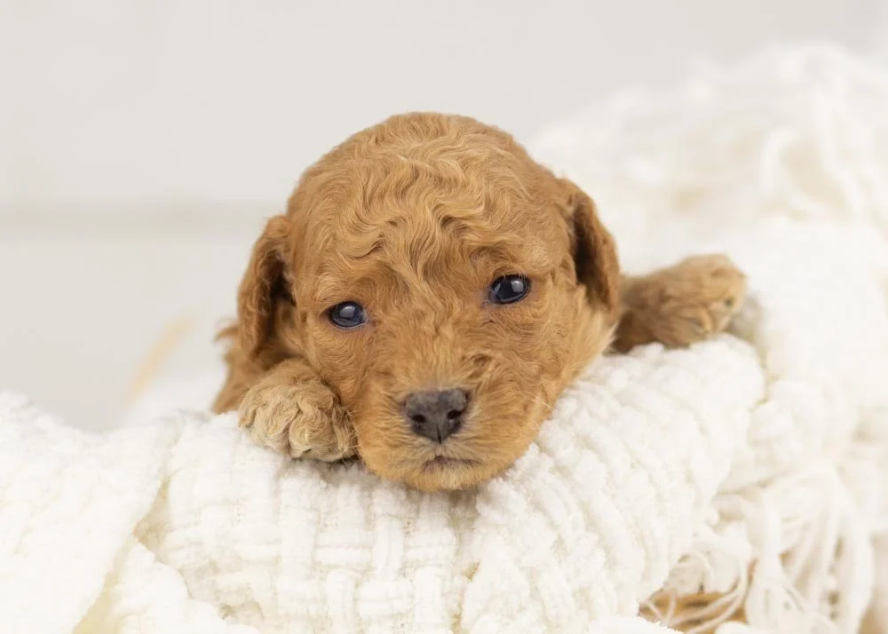 Georgia goldendoodle for sale.jpg