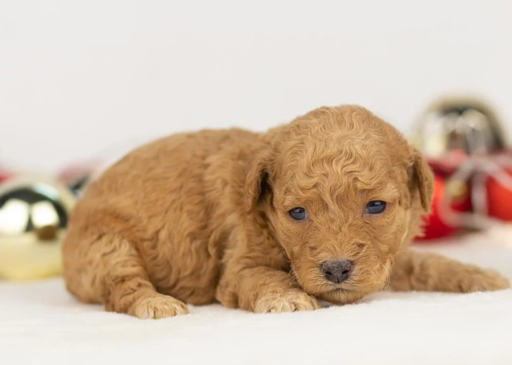 Georgia goldendoodle for sale(2).jpg