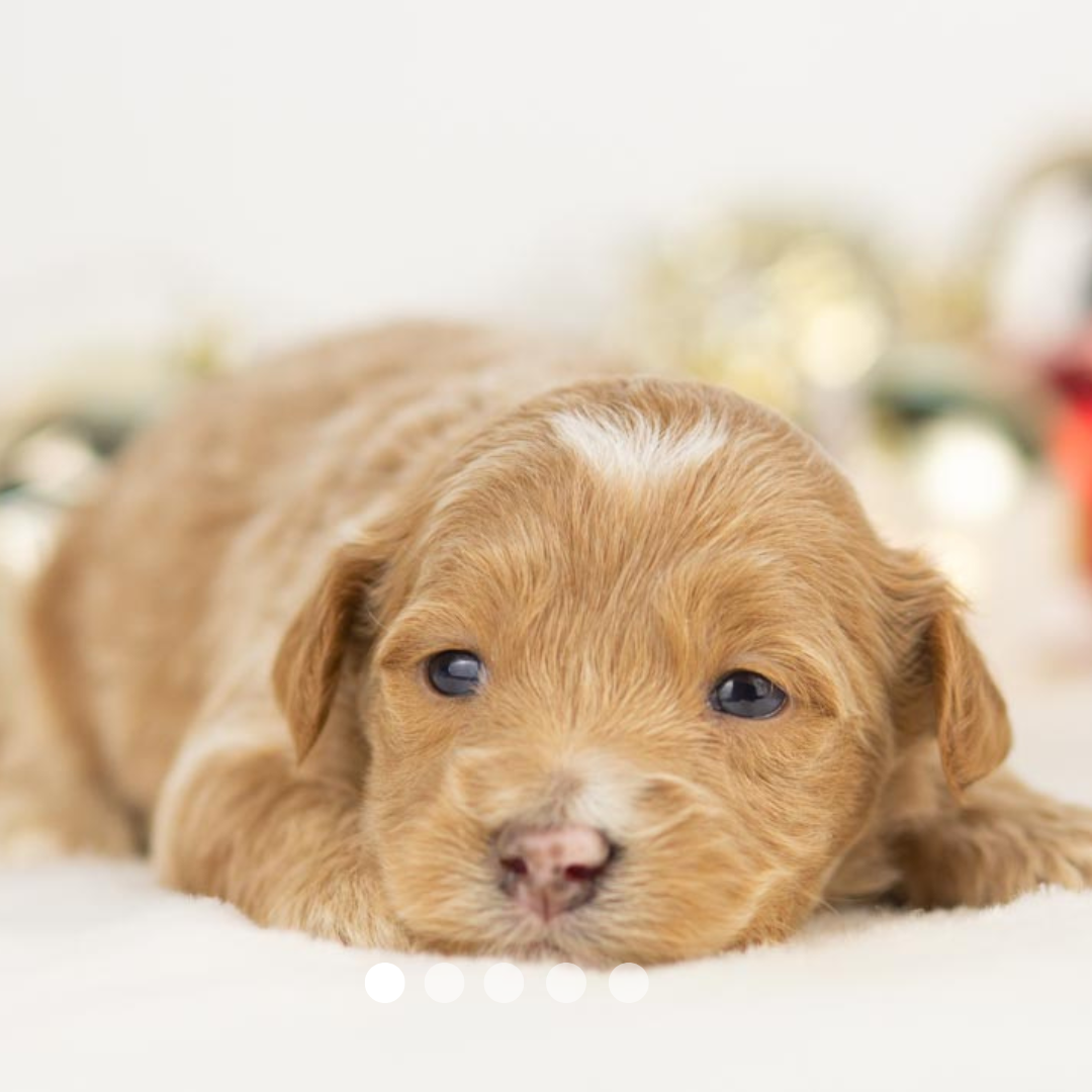 Copy of FBP Design.png