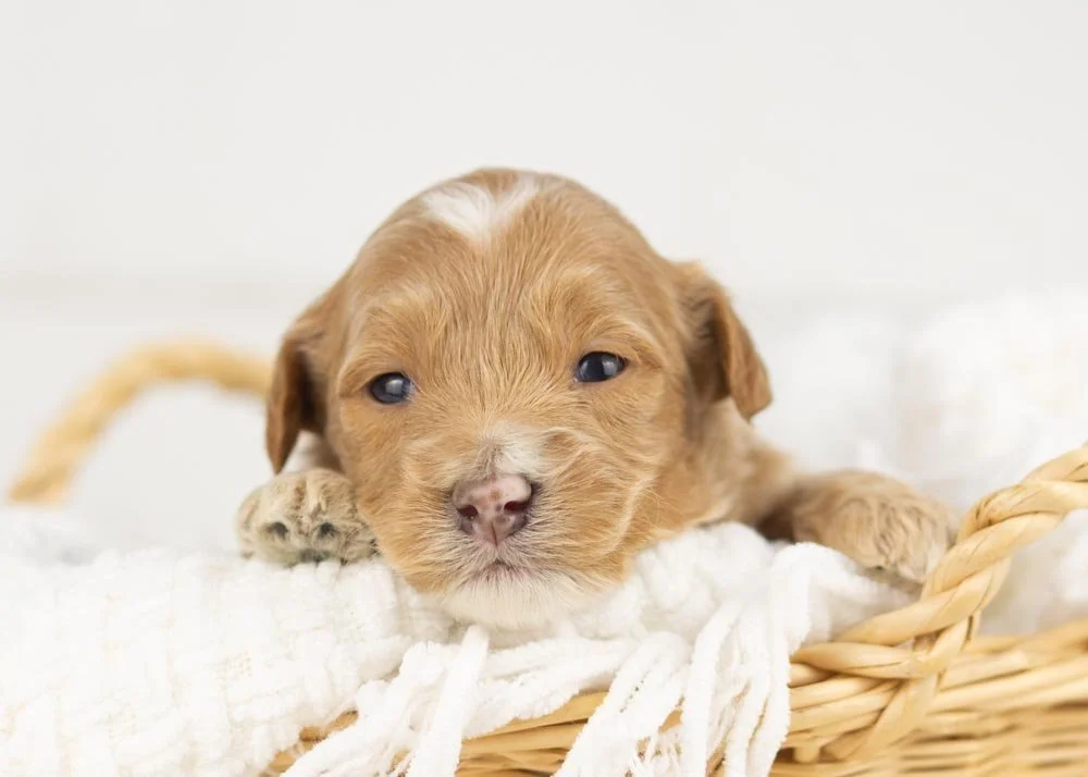Hattie goldendoodle for sale.jpg
