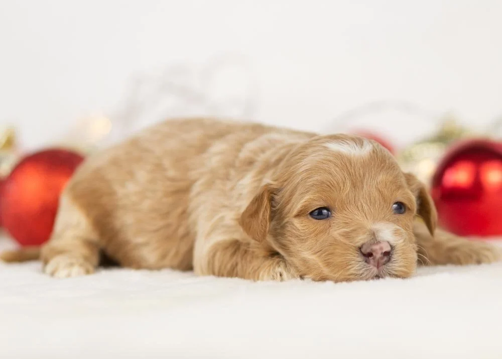 Hattie goldendoodle for sale(2).jpg
