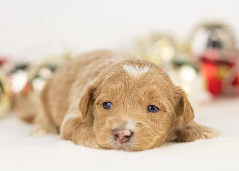 Hattie goldendoodle for sale(1).jpg