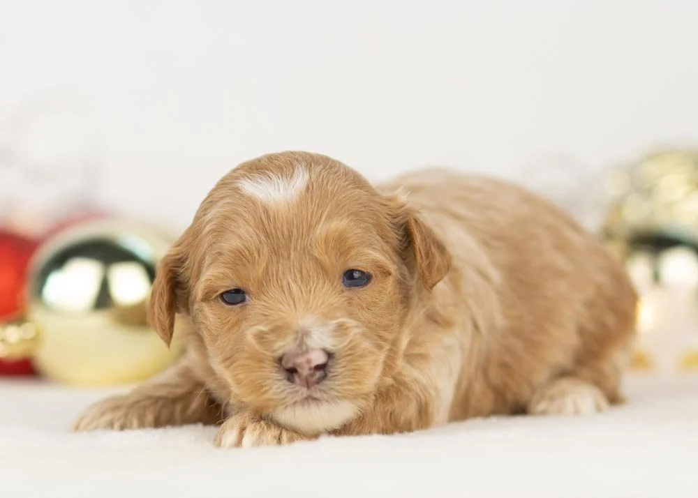 Hattie goldendoodle for sale(3).jpg