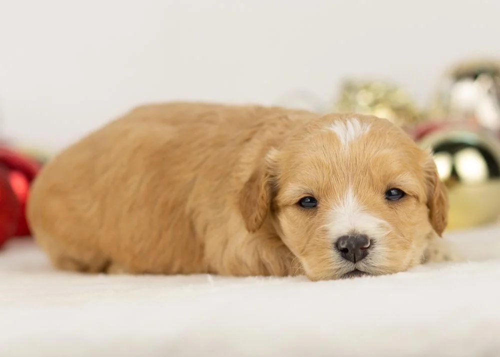 Magnolia goldendoodle for sale(2).jpg