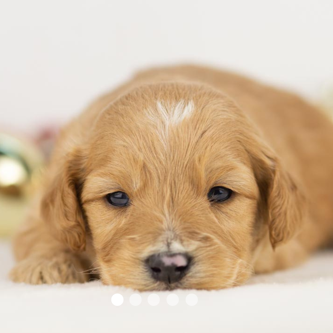 Copy of FBP Design.png