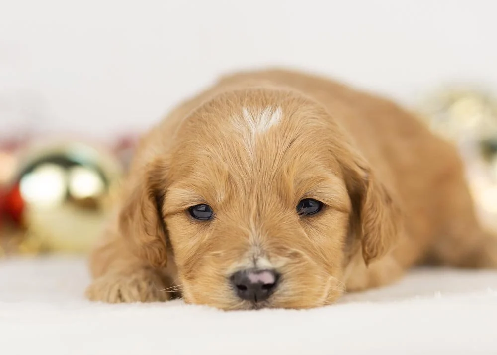 Beau goldendoodle for sale(2).jpg