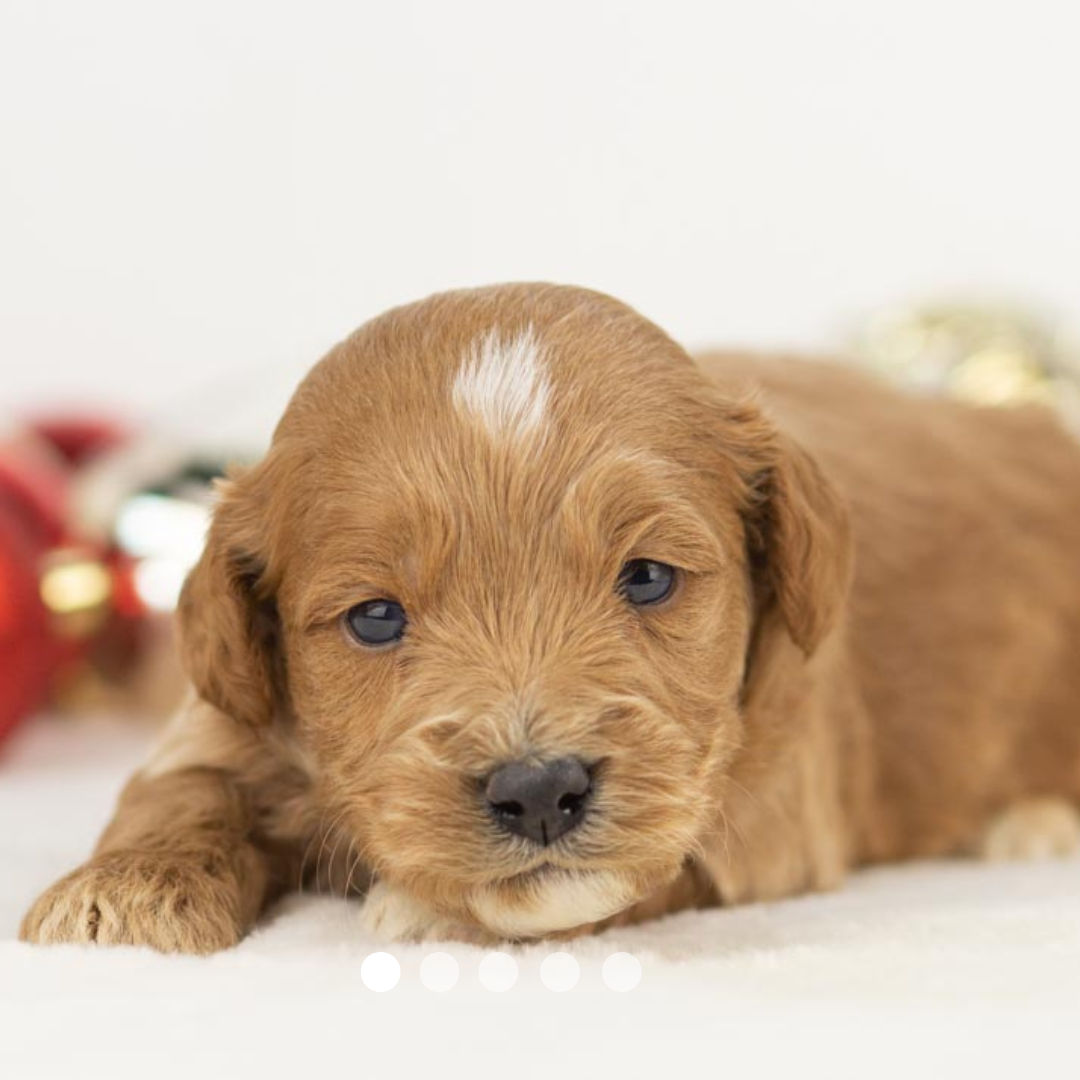 Copy of FBP Design.png