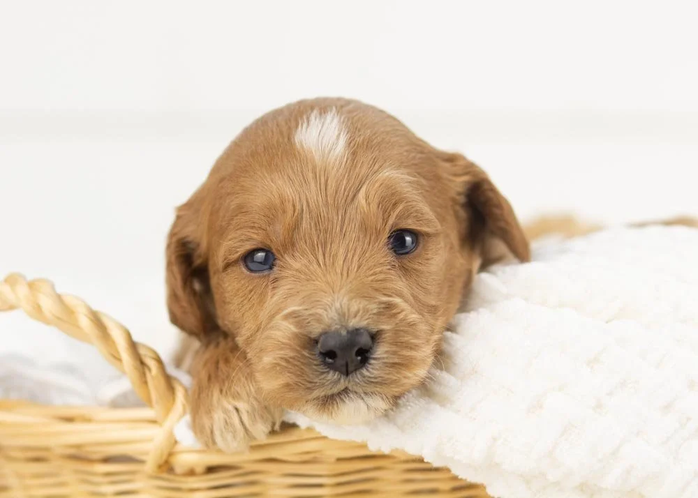 Boone goldendoodle for sale.jpg