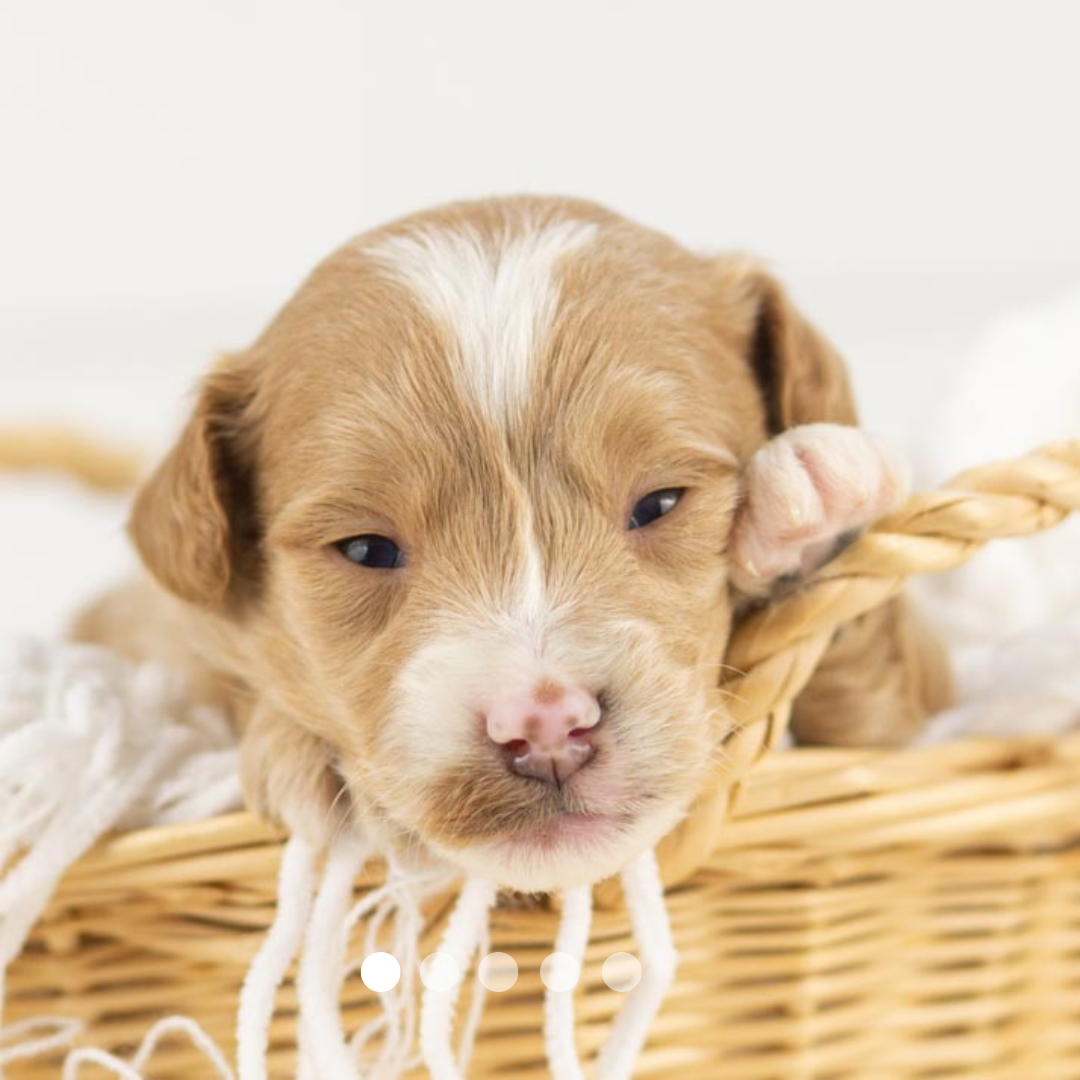 Copy of FBP Design.png