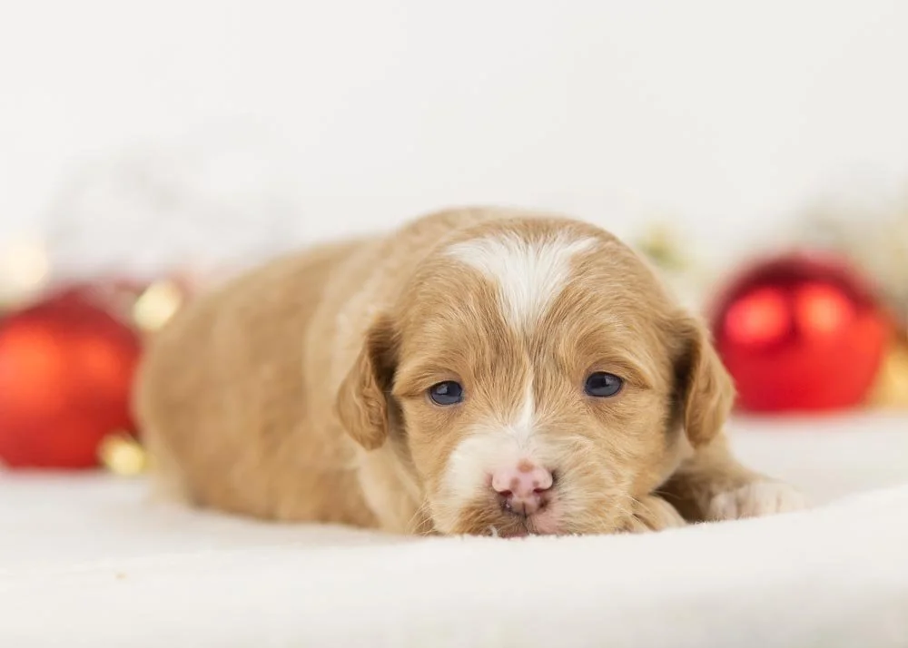 Rhett goldendoodle for sale(1).jpg