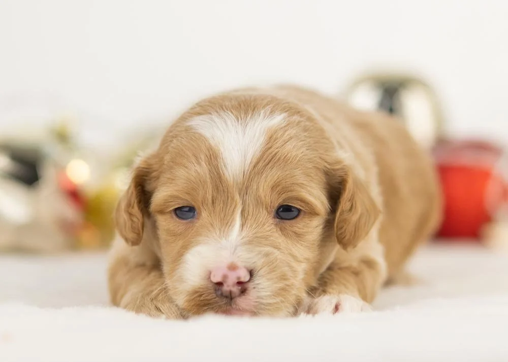 Rhett goldendoodle for sale(2).jpg