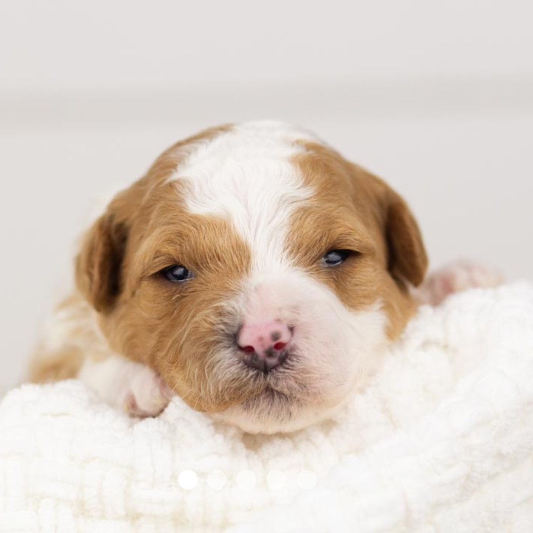 Copy of FBP Design.png