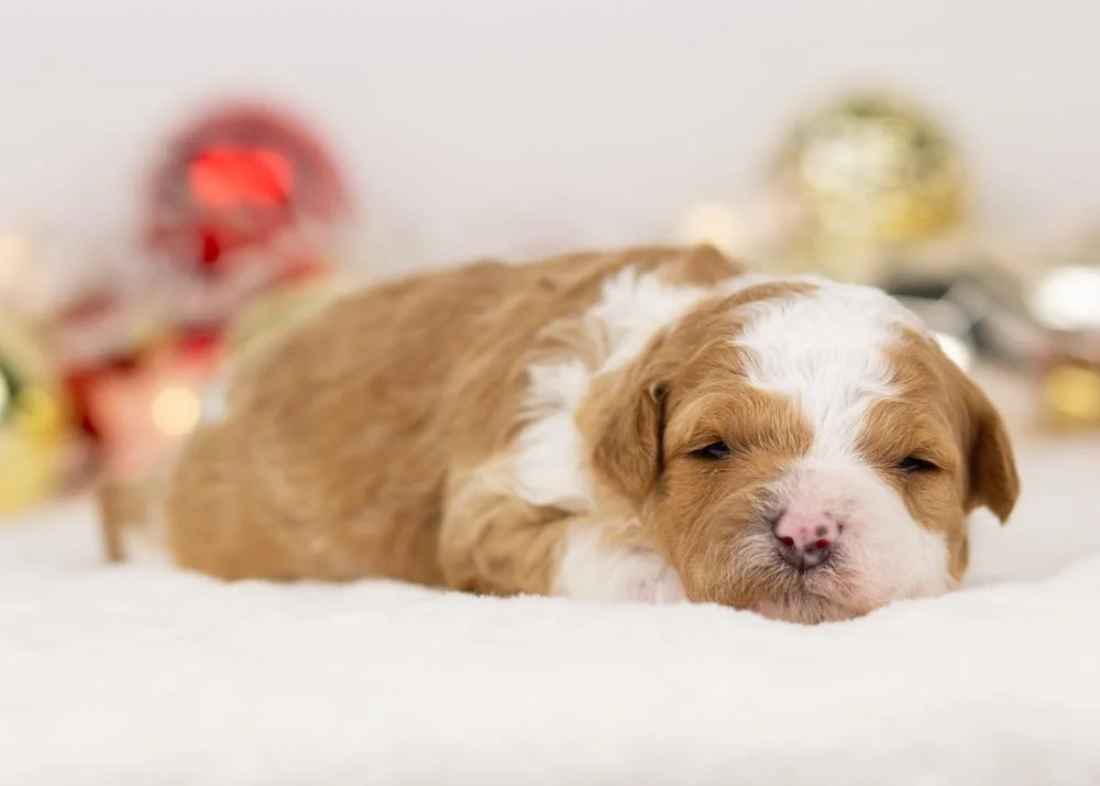 Denali goldendoodle for sale.(2).jpg