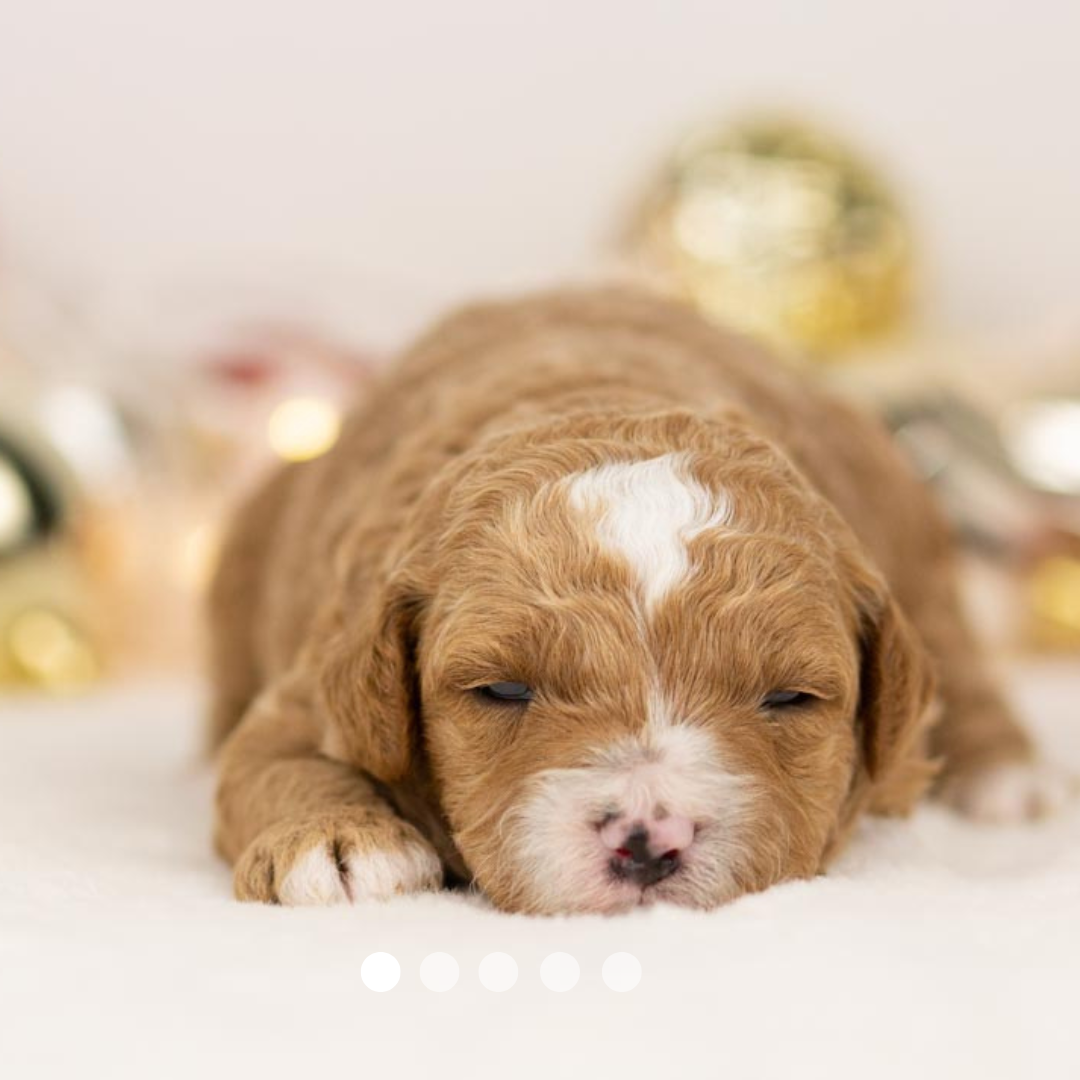 Copy of FBP Design.png