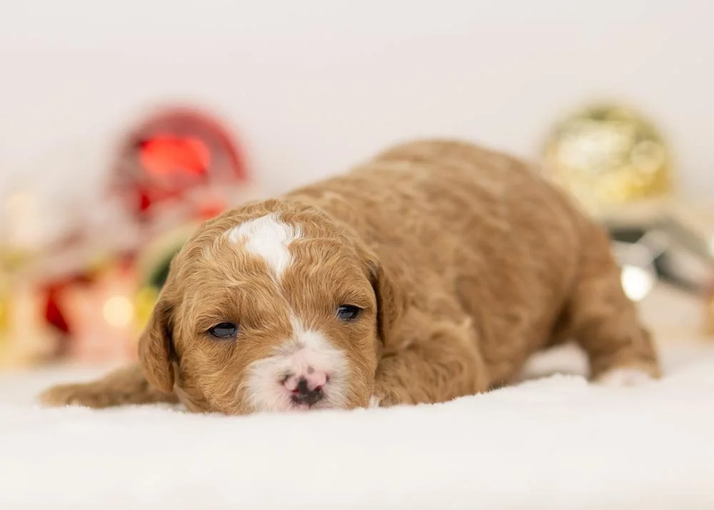 Olympus goldendoodle for sale..jpg