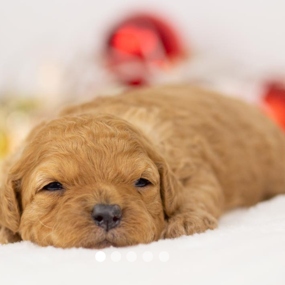 Copy of FBP Design.png