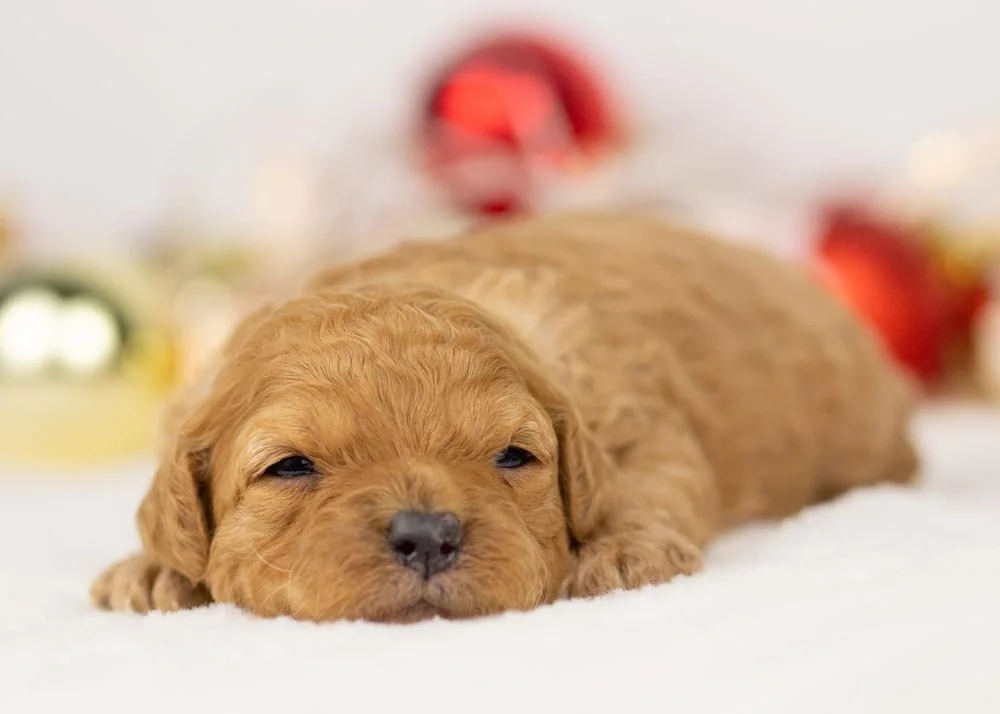 Whitney goldendoodle for sale(2).jpg