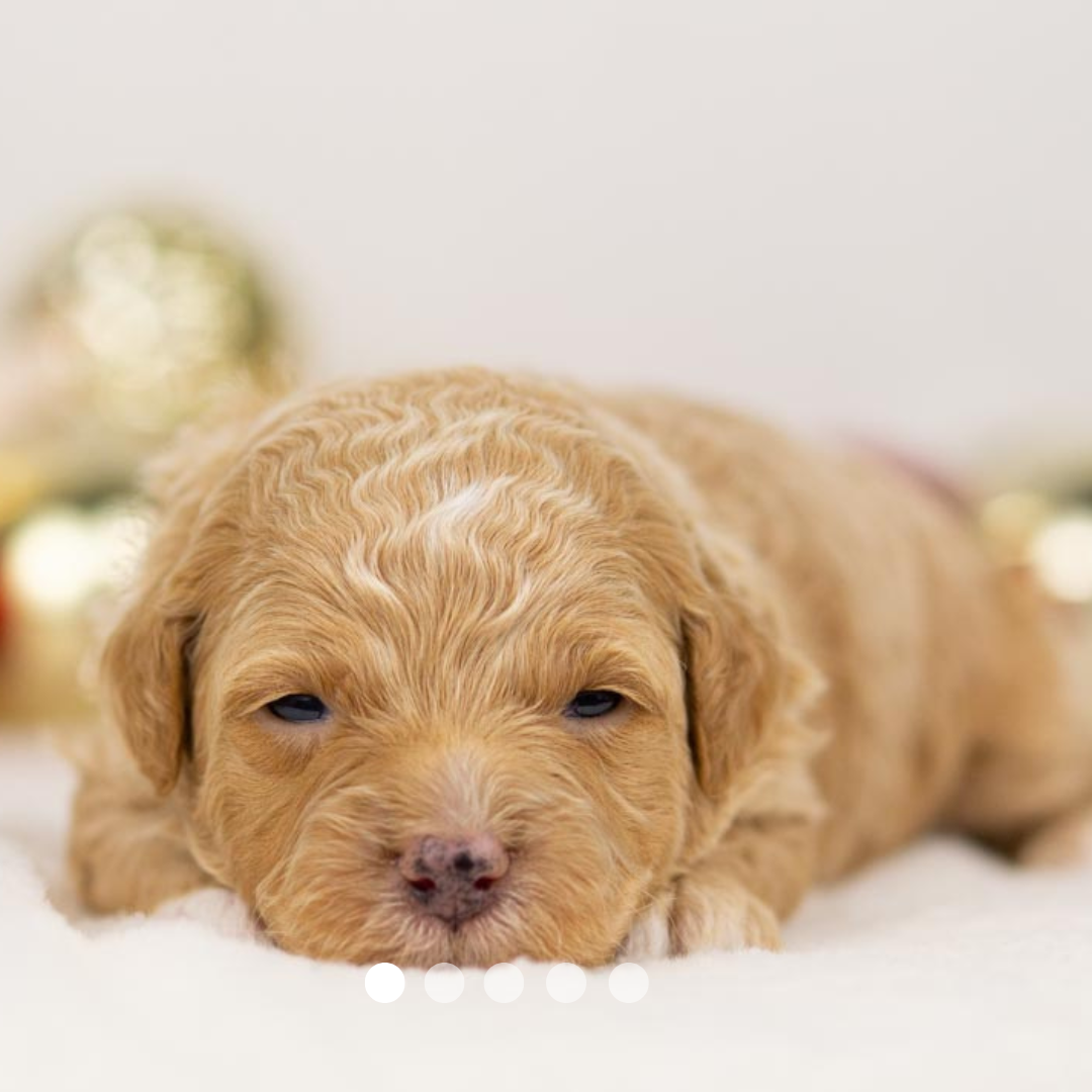 Copy of FBP Design.png