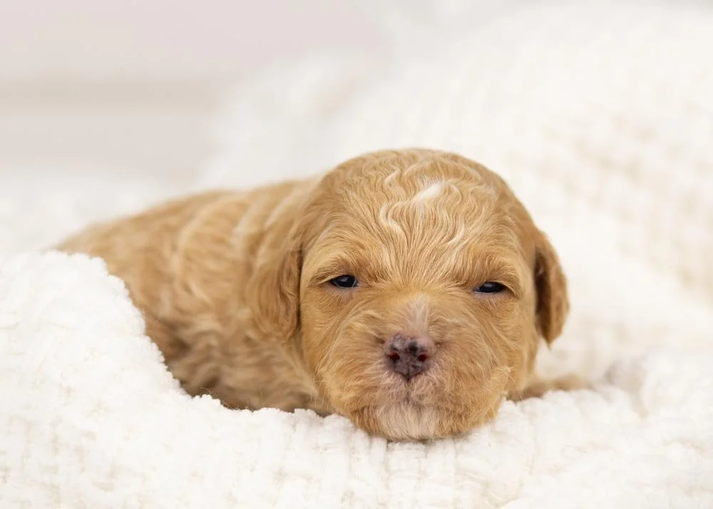 Everest goldendoodle for sale.jpg