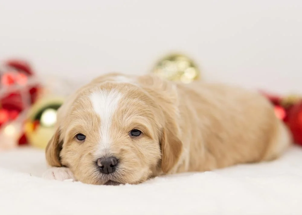 Sadie goldendoodle for sale(1).jpg