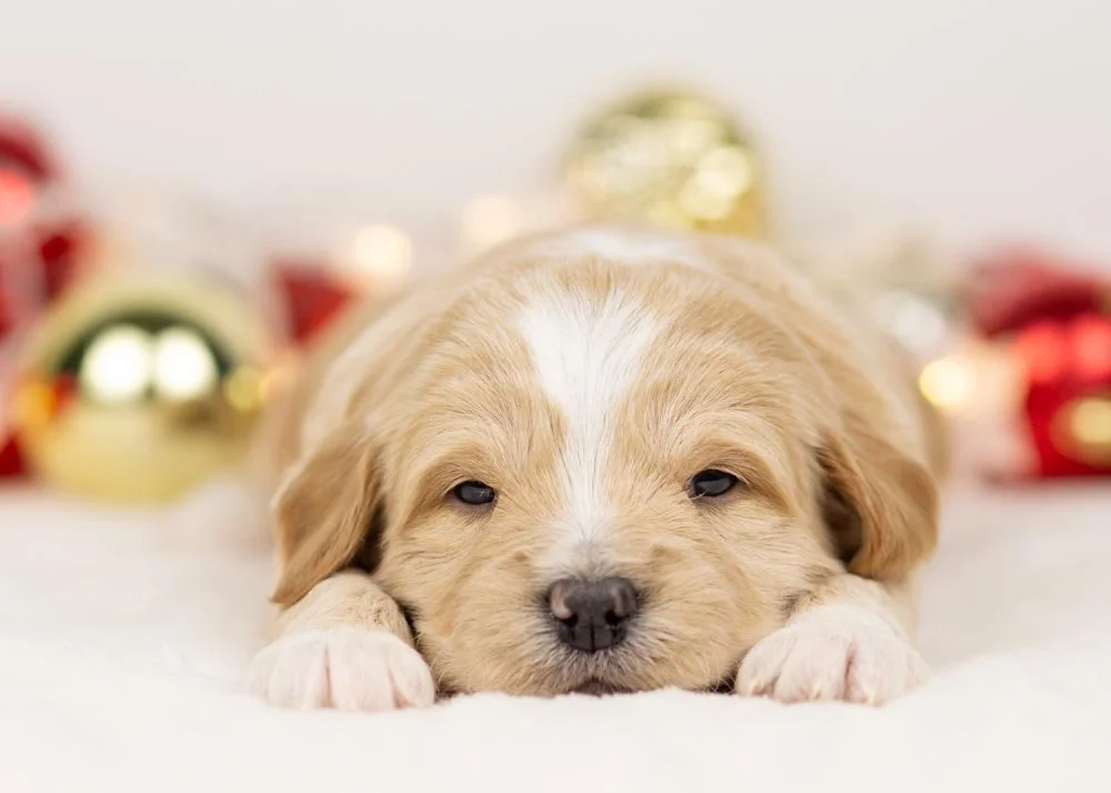 Sadie goldendoodle for sale(2).jpg