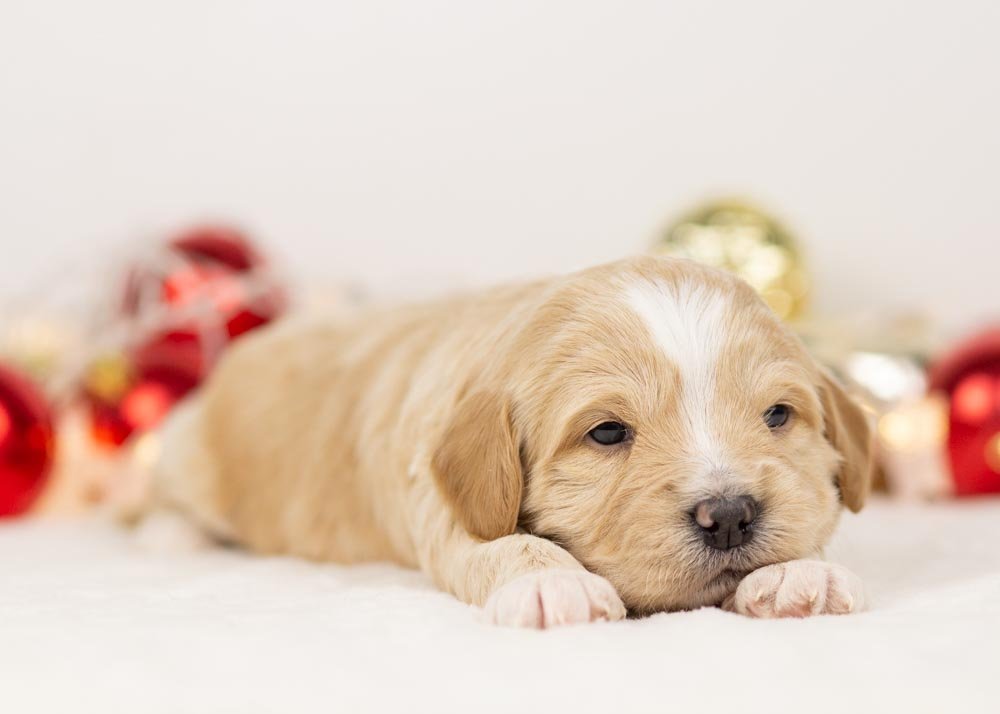 Sadie goldendoodle for sale(3).jpg