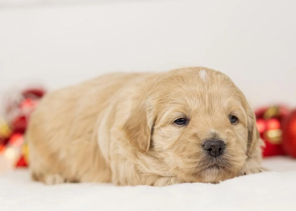 Sage goldendoodle for sale.jpg