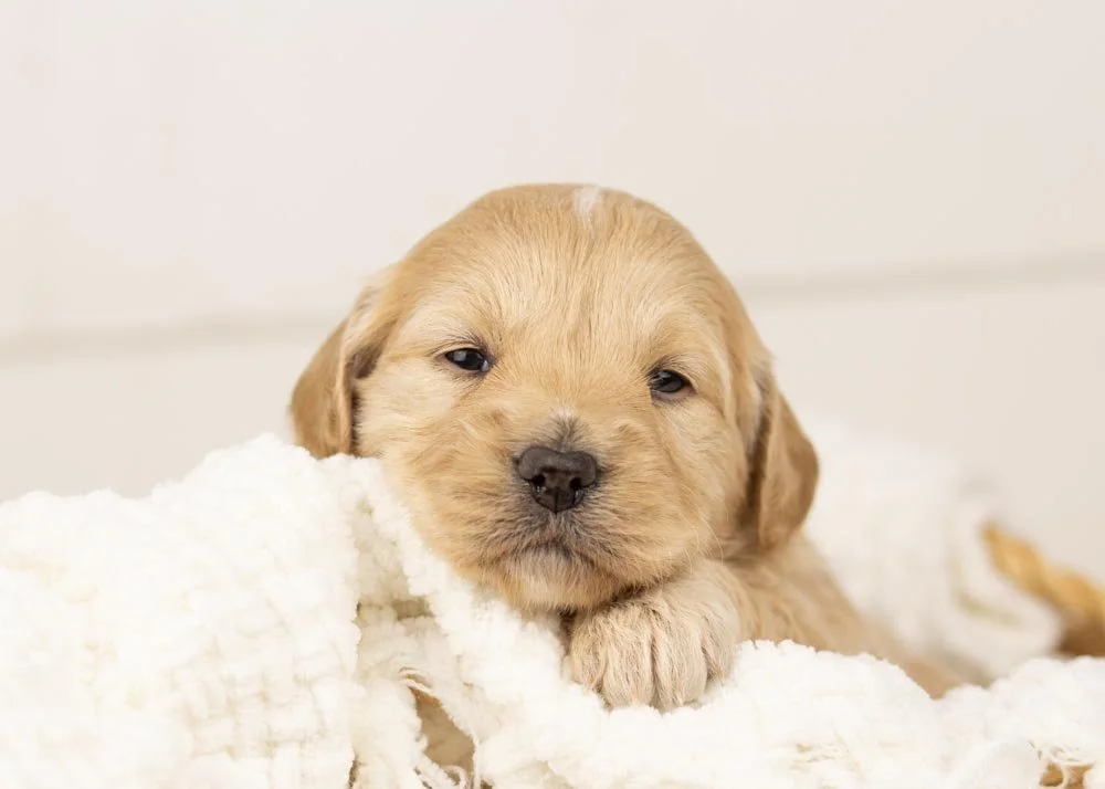 Sage goldendoodle for sale(1).jpg