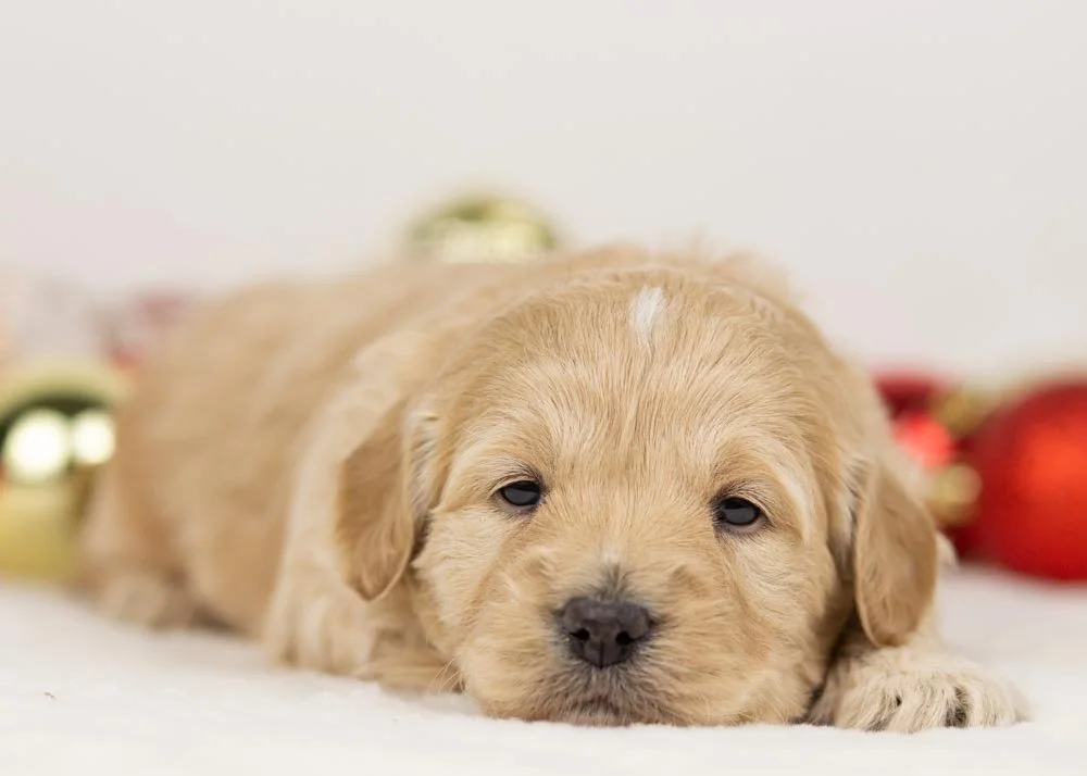 Sage goldendoodle for sale(3).jpg