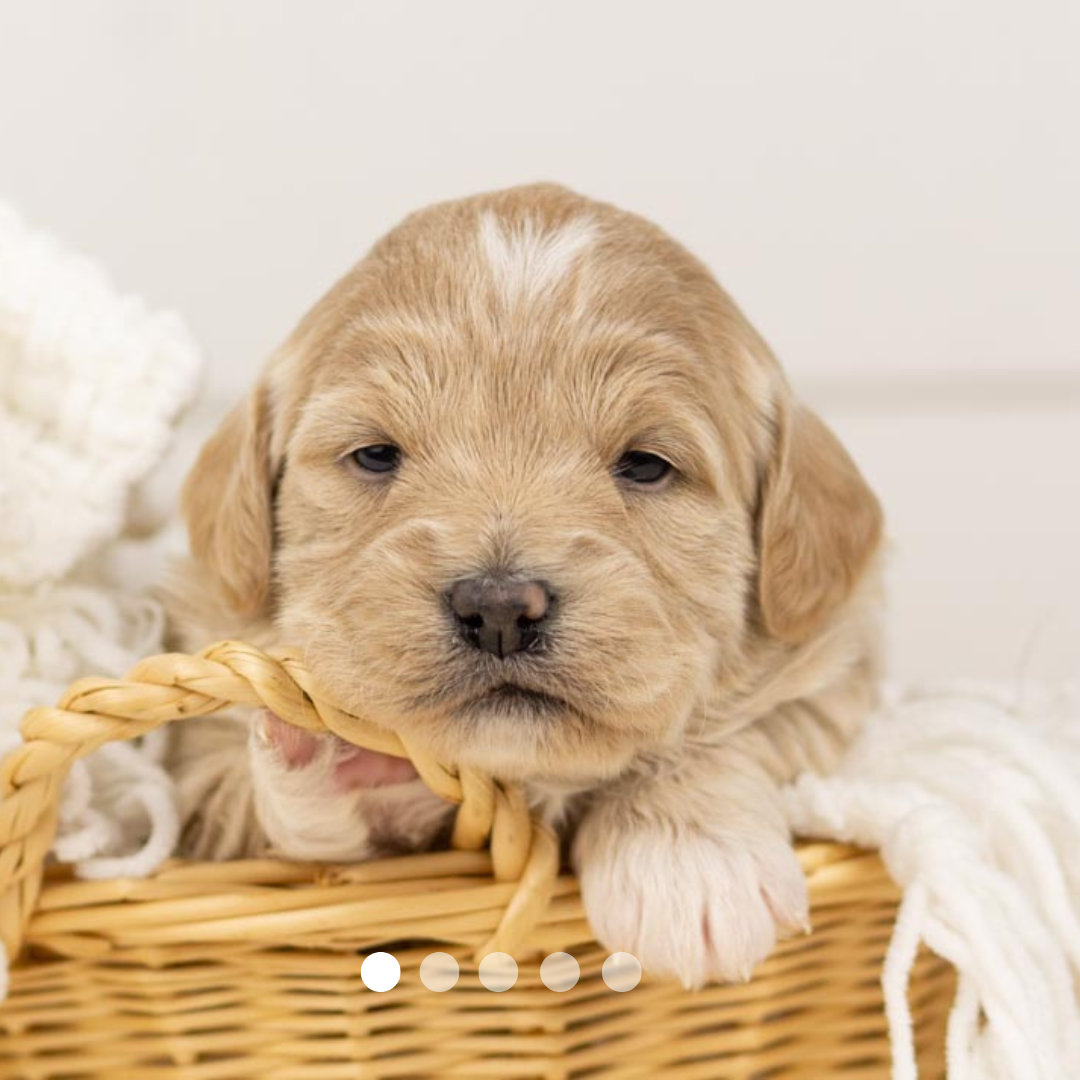 Copy of FBP Design.png