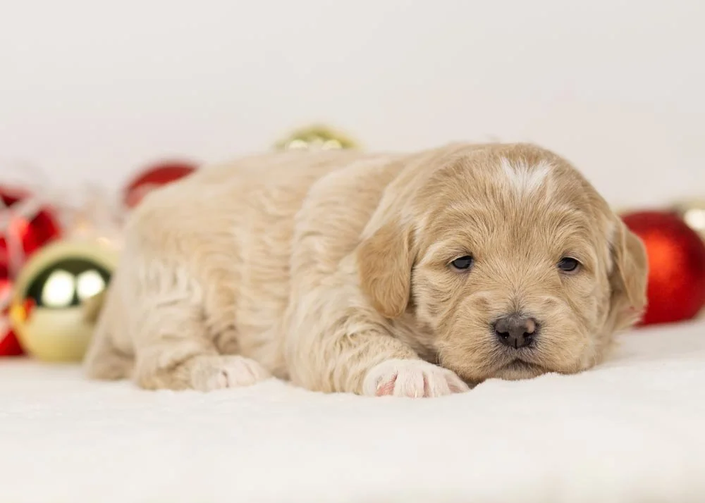 Sky goldendoodle for sale(2).jpg