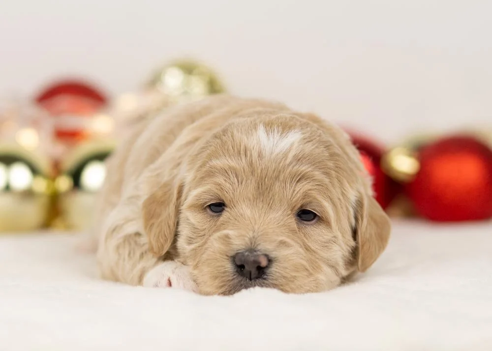 Sky goldendoodle for sale(3).jpg