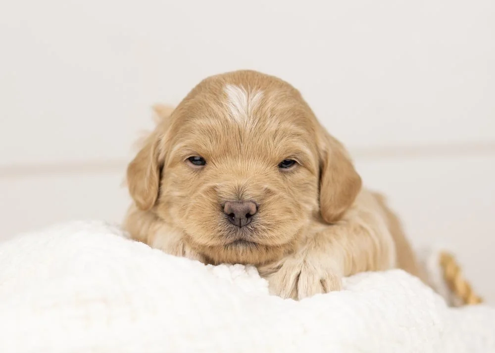 Sophie goldendoodle for sale(1).jpg