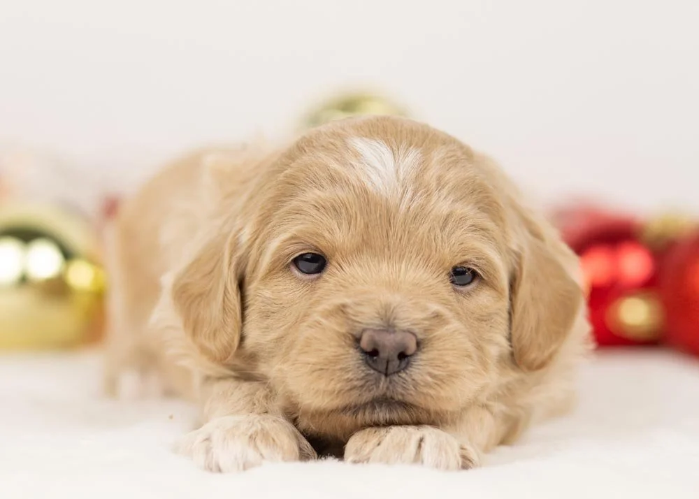 Sophie goldendoodle for sale(3).jpg
